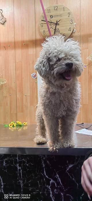 Trabajo de peluquería en perro de pelo rizado claro