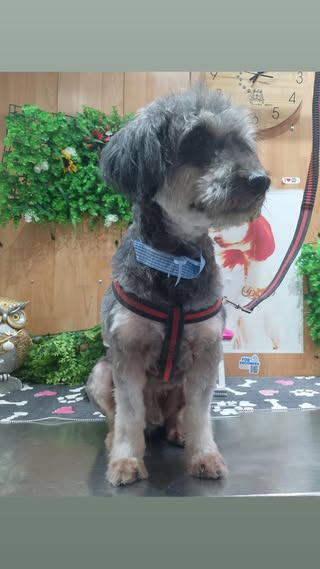 Corte de pelo en perro gris
