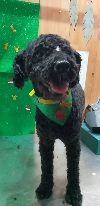 Caniche negro con pañuelo después de su corte