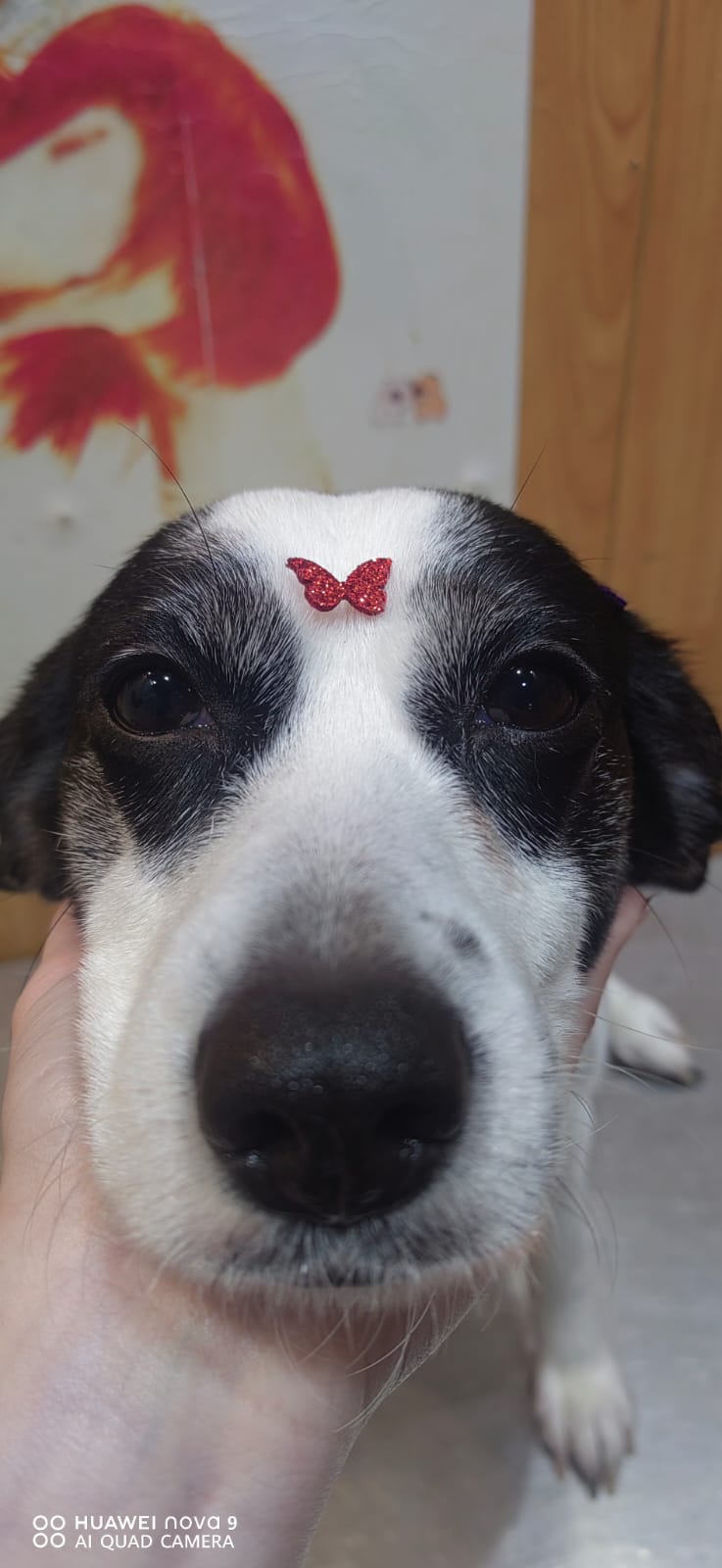 Perra blanca y negra con un pequeño detalle decorativo rojo